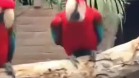 red parrot dancing