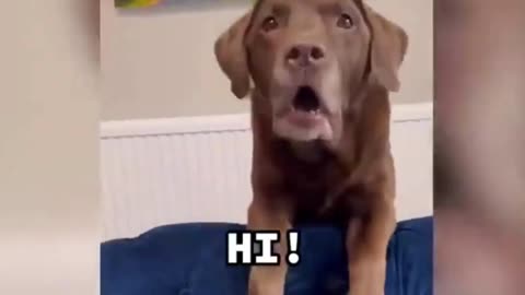 Funny Animal Video #funny CATS & DOGS #funnyvideo #cats