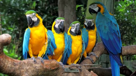 Colorful Macaw parrots sitting on the tree branch against jungle