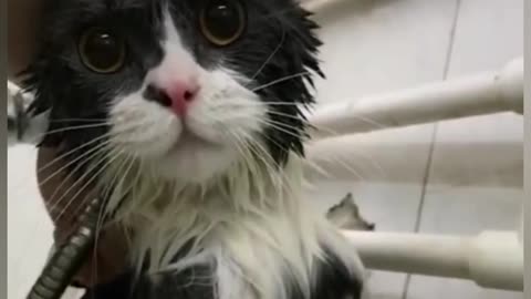 Funny cat bathing moments,cats reaction to bathing,why cat hate baths