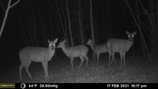 Fat Raccoon with Whitetail Deer