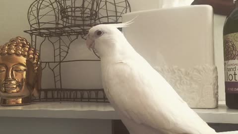 Cockatiel asks for kisses, complete with smooching noises