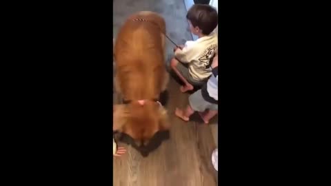 Mom finds her kids telling their guilty dog not to get mud on the carpet.