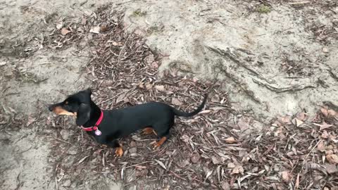 Dog Sniffing The Ground While Waving Tail 1