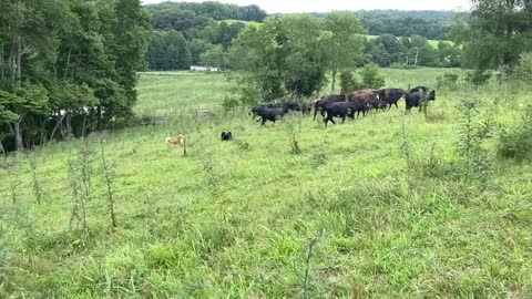 Gator And Sassy Intro To Cattle Eight