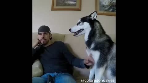 Cute Husky Wants Owner To Pet Him Again