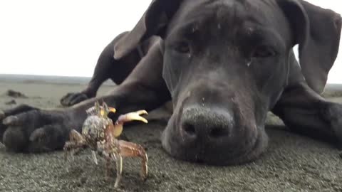 Doggy likes to dig out crabs and play with them