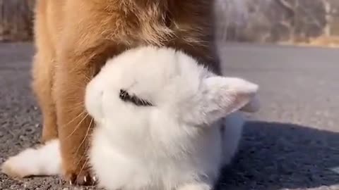 Cutest Puppy And Cutest Rabbit Playing Together