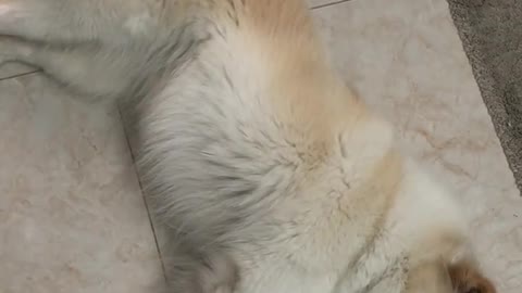 Clingy husky just wants her dad's cuddles