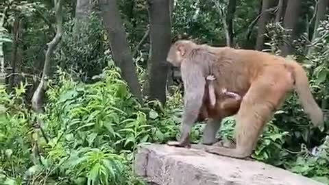 The monkey mother is a bit rude with the baby