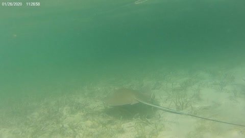 Stingray Closeup! Florida Keys Mangrove!