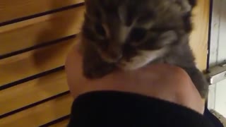 baby kitten sound