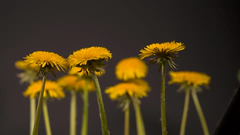 Beautiful flowers