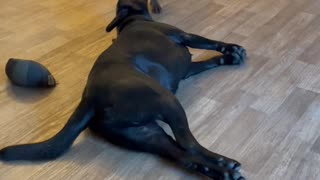 Moose mops the floor with Bear