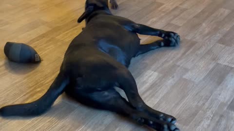 Moose mops the floor with Bear