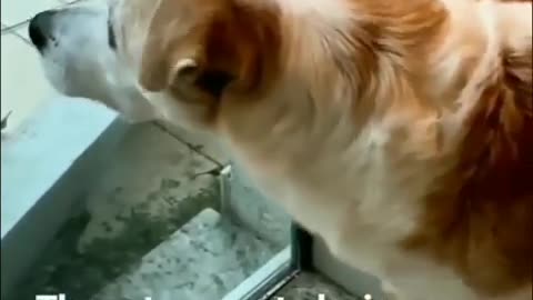 cat vs dog funny video 🤣🤣