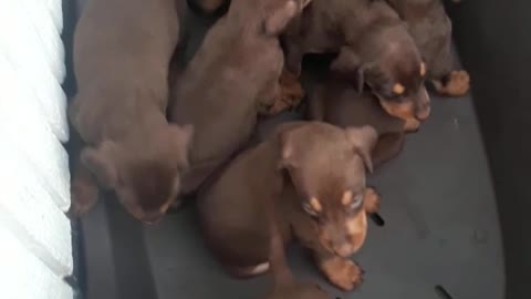 A set of puppies is a very beautiful thing