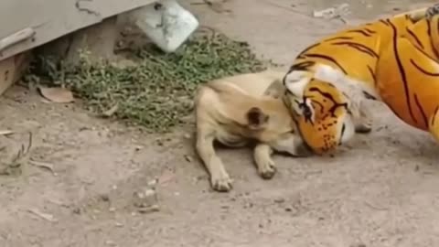 Troll Prank Dog Funny & fake Lion and Fake Tiger Prank