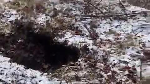 beaver in the hole