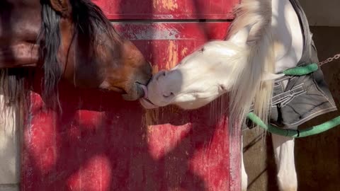 Horses Lock Lips