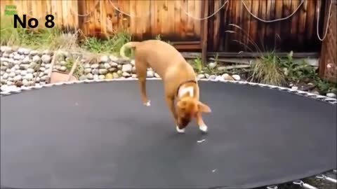Funny dogs on trampolines