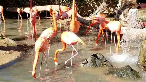 Flamingos Mingling