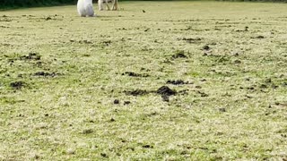 Quirky Horse Takes a Load Off