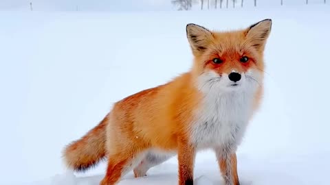 Fox in a snow covered tundra 😍😍😊👍