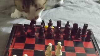 Very Patient Kitty Plays Chess