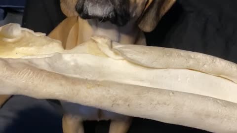 Puggle is amazed his new big cowhide bone