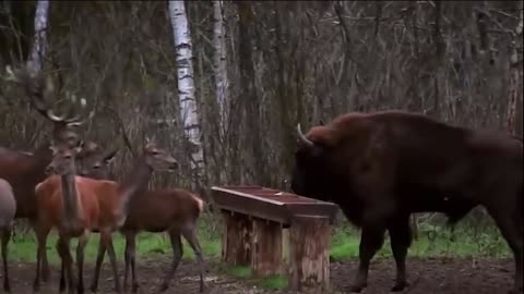 15 Times Land Animals Messed With The Wrong Opponent