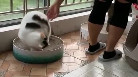 Кот играет своей хозяйкой