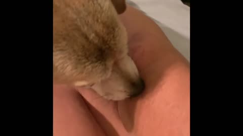Cute Dog FOX KISSES MAMA’S BOOBOOS with licks