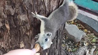 Feeding Squirrels Peanuts in the Park