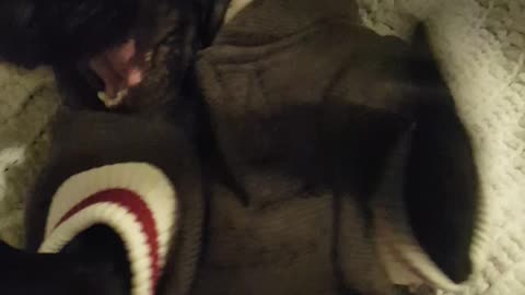 Puppy doesn't like her new sweater
