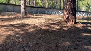 Hatching Chinook Salmon – Metolius River – Central Oregon