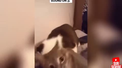 Very funny angry dogs with their owners