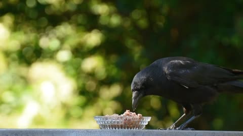 Reven, bird, crow Eet