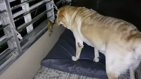 Dog playing frog