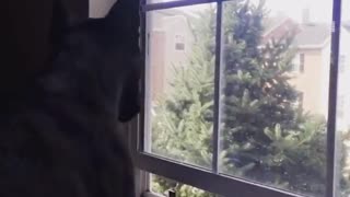 Black dog trying to catch flies at window