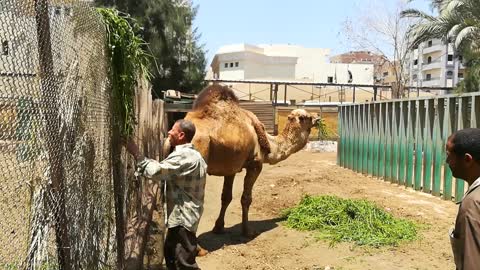 African Camel Enjoys His Stay In Zoo Morning Daily Grass
