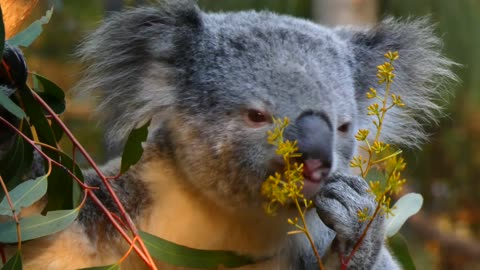 Funny Koala 😍😍😍