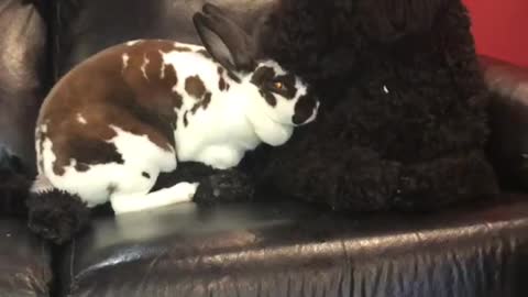 Bunny and dog cuddle with each other on couch