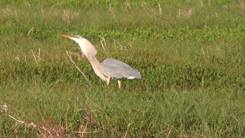 Great Blue Heron feeds on a large fish in Florida wetlands