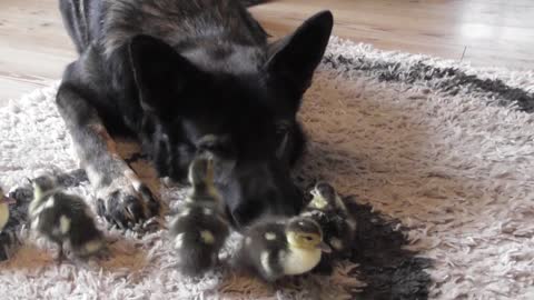 Newly hatched ducklings introduced to German Shepherd guardian