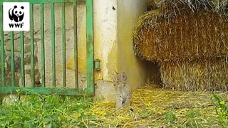 Cute Iberian Lynx Kittens Play Around In Haystacks 03