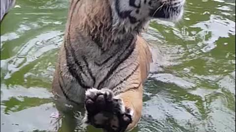 Close Up With Angry Tiger