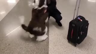 Ecstatic dog can't hold his bladder when reunited with owner at airport