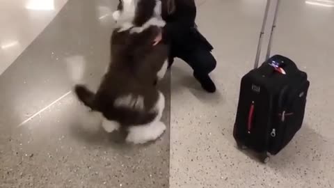 Ecstatic dog can't hold his bladder when reunited with owner at airport