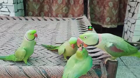 Cute parrots taking together